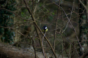 Great tit, uk bird, curiously perching on a branch in the summer sunlight