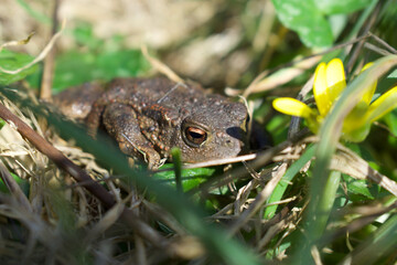 Common toad taken in daylight hiding in the grass in the UK.
