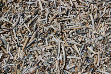 Schwertmuschelschalen am Strand von Baltrum