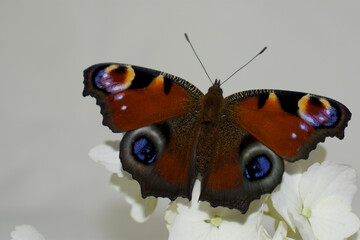 Peacock butterfly perched on flowers, beautiful colours, colourful patterns.