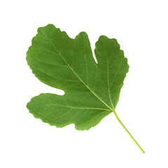 Leaf of figs isolated on white background
