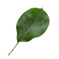 Green leaf of apple tree isolated on white background close-up