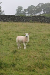 Obraz premium Single Sheep