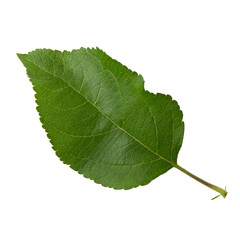 Fototapeta na wymiar Green leaf of apple tree isolated on white background close-up