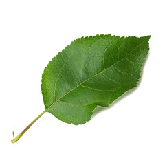 Green leaf of apple tree isolated on white background close-up