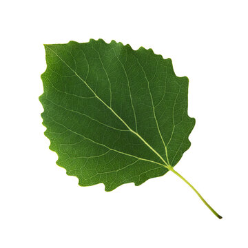 Green aspen leaf isolated on white background close-up