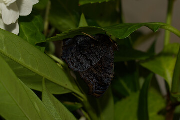 Peacock butterfly perched on flowers, beautiful colours, colourful patterns.