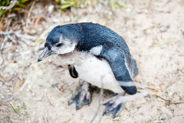 Fototapeta premium African Penguins