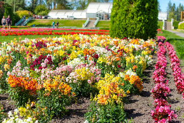 Fototapeta na wymiar Rows of colorful flowers in the Duncan Gardens of Manito Park, on the South Hill in Spokane, Washington, USA