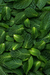 Mint leaves as a beautiful green natural background texture. Idea concept © Arina B