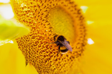 Close up of white tailed bumblebee, bombus terrestris, on a sunflower, helianthus