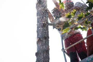 giardinieri che segano un albero con la motosega in mezzo alla foresta