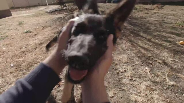First person view on man playfully petting young German Shepherd outside