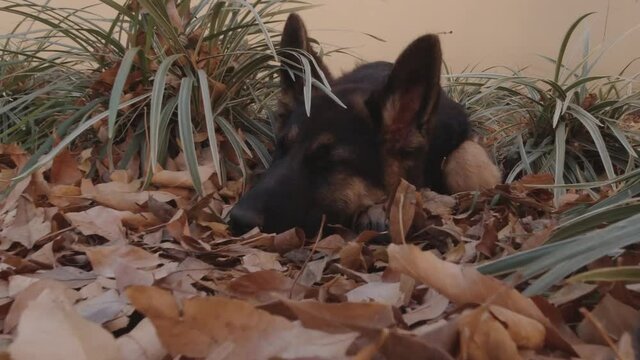 Lazy young german shepherd laying sleepily on autumn leaves