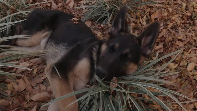 Lazy young german shepherd waking up from nap on autumn leaves