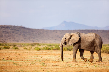 Fototapeta na wymiar Elephant in safari park