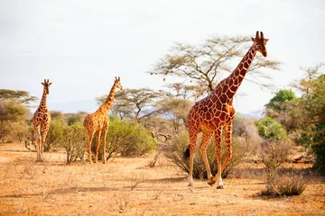 Keuken spatwand met foto Reticulated giraffes © BlueOrange Studio