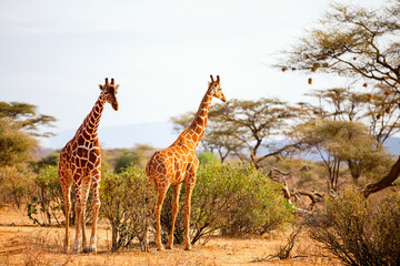 Reticulated giraffes
