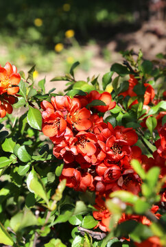 Beautiful bright flowers of spring Pigwa fruit or Apple Guince or Japanese Guince or Chaenomeles Japonica shrub
