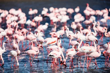 Keuken spatwand met foto Flock of flamingos © BlueOrange Studio