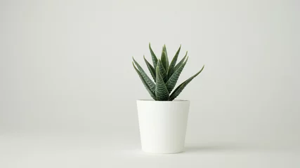 Foto op Aluminium minimal plant pot for decoration and mock up . decorative cactus potted. © paulynn