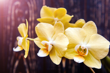 Obraz na płótnie Canvas A branch of yellow orchids on a brown wooden background 