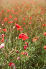 Meadow with beautiful bright red poppy flowers in spring. High-quality photo