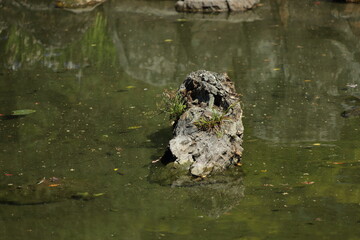 京　桂　20150511