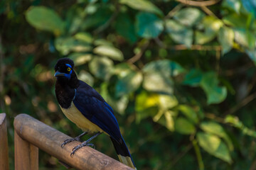 Portrait of a beautiful and colorful bird in nature. Iguazu falls national park.