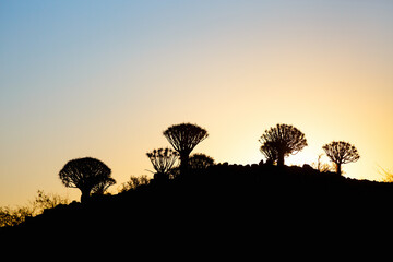 Quiver tree forest in Namibia