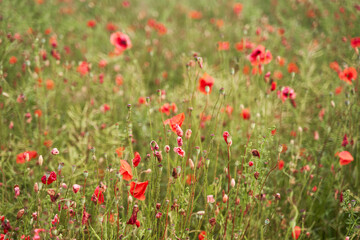 Meadow with beautiful bright red poppy flowers in spring. High-quality photo
