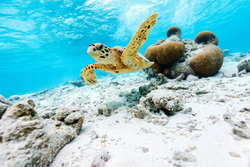 Hawksbill sea turtle