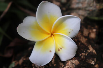 Plumeria flower (or Cambodian Flower) fall on the trunk of the tree