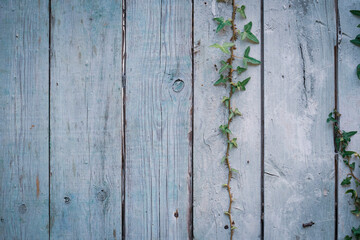 Enredadera en vieja pared de tablones de madera desgastada por el tiempo