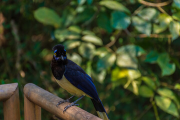 Portrait of a beautiful and colorful bird in nature. Iguazu falls national park.