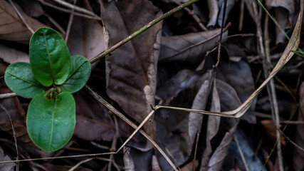 Plants begin to grow between dry leaves