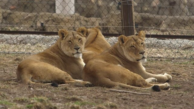 lioness sisters resting in zoo