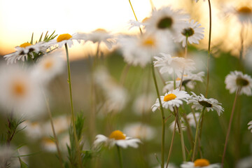 white chamomile field background