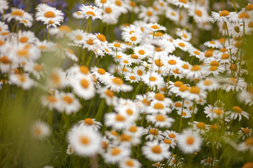 white chamomile field background