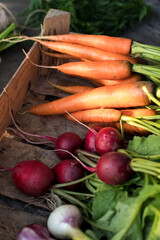 Concept for root vegetable, organic raw food