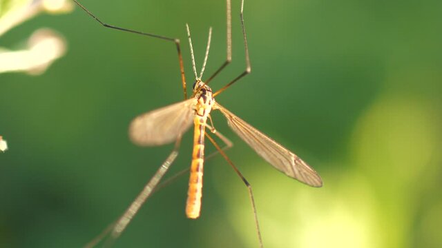 Winged Crane fly Insect macro on green bokeh background, shallow depth of field