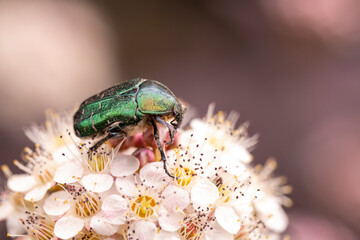 Iridescent bronze beetle on white flowers. The beauty of the world around us.