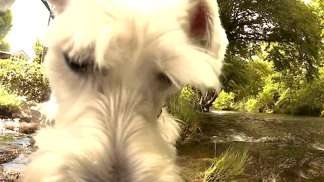 Adorable, Cute And Sweet White (silver) Schnauzer Dog Standing And Licking Camera Lens By Clear Fresh Water Stream And Camera Submersion, Close Up Handheld