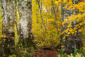 黄葉のブナの森