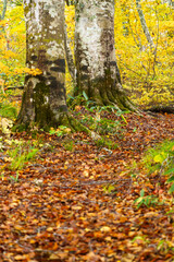 Fototapeta premium 黄葉のブナの森