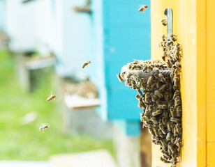 Bees at old hive entrance. Bees returning from honey collection to yellow hive. Bees at entrance. Honey-bee colony guards hive from looting honeydew. bees return to beehive after honeyflow. Copy space