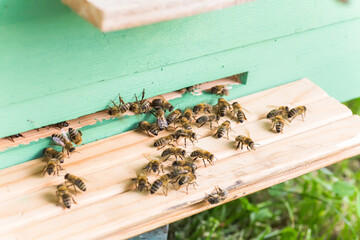 Bees at old hive entrance. Bees returning from honey collection to yellow hive. Bees at entrance. Honey-bee colony guards hive from looting honeydew. bees return to beehive after honeyflow. Copy space