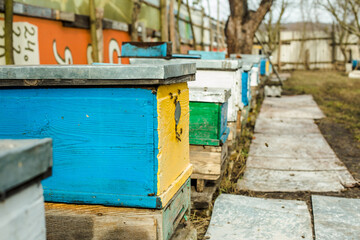 Fototapeta na wymiar Bees at old hive entrance. Bees returning from honey collection to yellow hive. Bees at entrance. Honey-bee colony guards hive from looting honeydew. bees return to beehive after honeyflow. Copy space