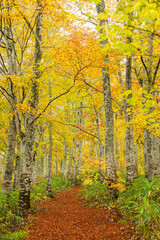 黄葉のブナの森