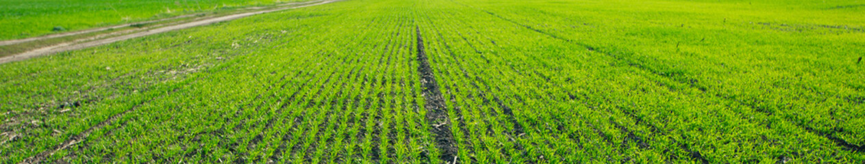 Sprouts of grain crops began to sprout from ground. Young green sprouts line. Fertile agricultural...